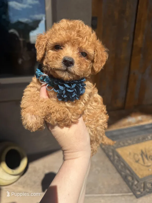 Missy – Miniature Goldendoodle puppy for sale in Grand Junction, CO