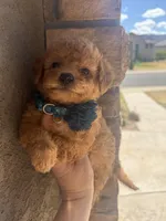 Missy, a female Miniature Goldendoodle for sale in Grand Junction, CO – Photo 3 of 7