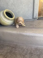 Jake, a male Miniature Goldendoodle for sale in Phoenix, AZ – 8 of 8