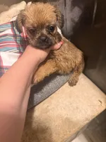 Teddy, a male French Bulldog and Poodle - Toy  for sale in Grand Junction, CO – 4 of 4