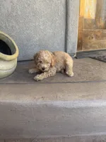 Jake, a male Miniature Goldendoodle for sale in Phoenix, AZ – 6 of 8