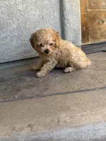 Jax, a male Miniature Goldendoodle for sale in Grand Junction, CO – 3 of 4