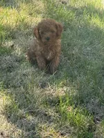 Joey, a male Miniature Goldendoodle for sale in Phoenix, AZ – 9 of 9