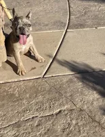 Billy , a male French Bulldog for sale in Grand Junction, CO – 2 of 2