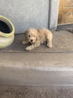 Jake, a male Miniature Goldendoodle for sale in Phoenix, AZ – 7 of 8