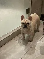 Quinnie AKC, a female French Bulldog for sale in Grand Junction, CO – Photo 3 of 5