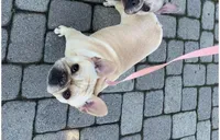 Quinnie AKC, a female French Bulldog for sale in Grand Junction, CO – Photo 4 of 5