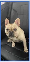Quinnie AKC, a female French Bulldog for sale in Grand Junction, CO – Photo 1 of 5
