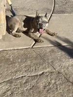 Hill Billy , a male French Bulldog for sale in Phoenix, AZ – 3 of 4