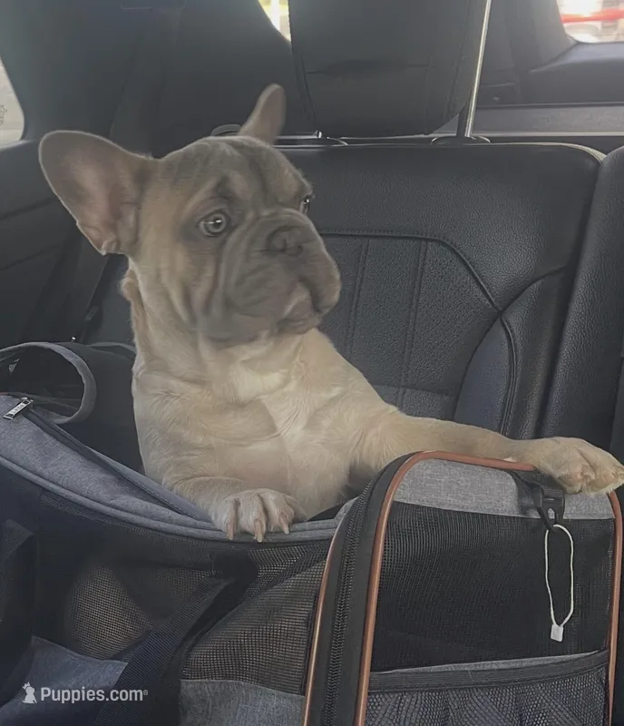 Max AKC – French Bulldog puppy for sale in Grand Junction, CO