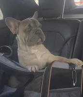 Max AKC, a male French Bulldog for sale in Grand Junction, CO – Photo 1 of 2