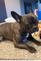 Penelope , a female French Bulldog for sale in Grand Junction, CO – Photo 2 of 6