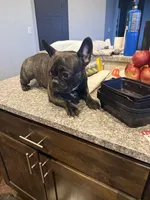 Penelope , a female French Bulldog for sale in Grand Junction, CO – Photo 5 of 6