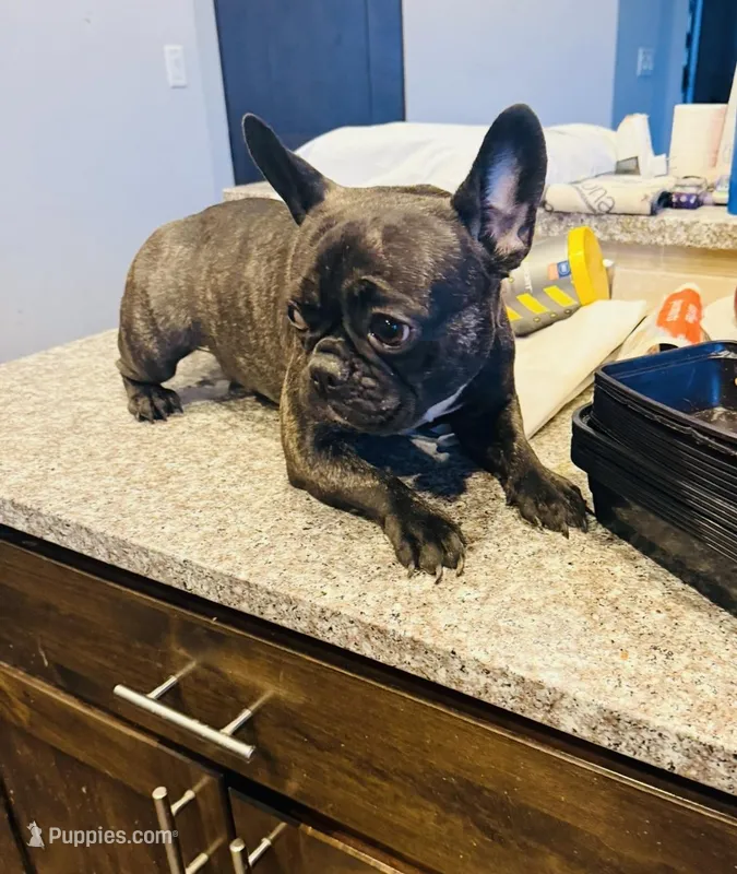 Penelope  – French Bulldog puppy for sale in Grand Junction, CO