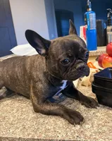 Penelope , a female French Bulldog for sale in Grand Junction, CO – Photo 3 of 6