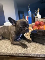 Penelope , a female French Bulldog for sale in Grand Junction, CO – Photo 6 of 6