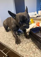 Penelope , a female French Bulldog for sale in Grand Junction, CO – Photo 4 of 6
