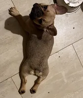 Cherry, a female French Bulldog for sale in Grand Junction, CO – 4 of 4
