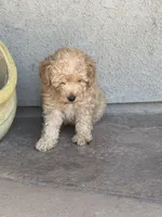 Jake, a male Miniature Goldendoodle for sale in Grand Junction, CO – Photo 2 of 5
