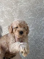 Jake, a male Miniature Goldendoodle for sale in Grand Junction, CO – Photo 3 of 5