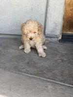 Jake, a male Miniature Goldendoodle for sale in Grand Junction, CO – Photo 5 of 5