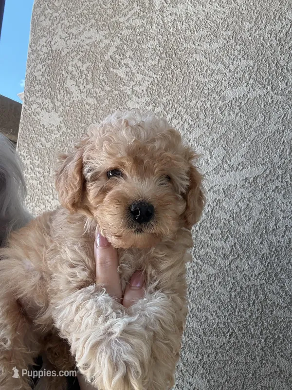 Jake, a male Miniature Goldendoodle for sale in Grand Junction, CO – Photo 1 of 5