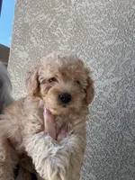 Jake, a male Miniature Goldendoodle for sale in Grand Junction, CO – Photo 1 of 5
