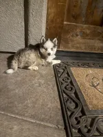 Toy Rocky, a male Pomsky for sale in Grand Junction, CO – 4 of 7