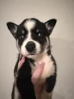 Flower , a female Pomsky for sale in Grand Junction, CO – Photo 2 of 4