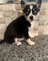 Lilly , a female Pomsky for sale in Grand Junction, CO – Photo 2 of 4