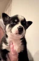 Flower , a female Pomsky for sale in Grand Junction, CO – Photo 1 of 4