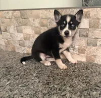 Lilly , a female Pomsky for sale in Grand Junction, CO – Photo 3 of 4
