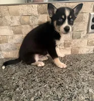 Lilly , a female Pomsky for sale in Grand Junction, CO – Photo 4 of 4