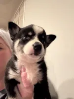 Flower , a female Pomsky for sale in Grand Junction, CO – Photo 4 of 4