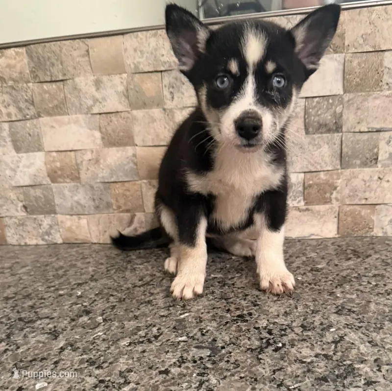 Lilly  – Pomsky puppy for sale in Grand Junction, CO