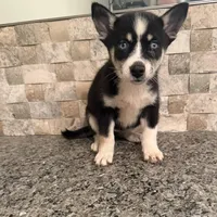 Lilly , a female Pomsky for sale in Grand Junction, CO – Photo 1 of 4