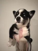 Flower , a female Pomsky for sale in Grand Junction, CO – Photo 3 of 4