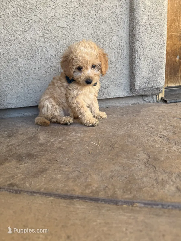 Penny – Miniature Goldendoodle puppy for sale in Grand Junction, CO