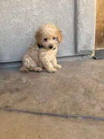 Penny, a female Miniature Goldendoodle for sale in Grand Junction, CO – 1 of 6