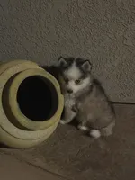 Toy Rocky, a male Pomsky for sale in Grand Junction, CO – 2 of 7