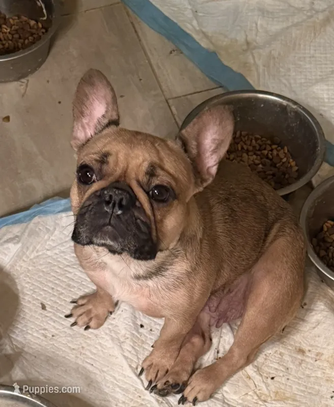 Cherry – French Bulldog puppy for sale in Grand Junction, CO