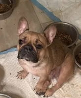 Cherry, a female French Bulldog for sale in Grand Junction, CO – 1 of 4