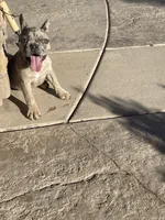 Hill Billy , a male French Bulldog for sale in Phoenix, AZ – 2 of 4