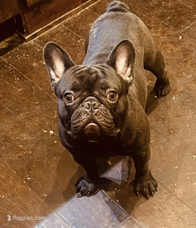 Bob – French Bulldog puppy for sale in Phoenix, AZ
