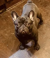 Bob, a male French Bulldog for sale in Phoenix, AZ – 1 of 2