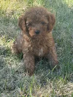 Joey, a male Miniature Goldendoodle for sale in Phoenix, AZ – 6 of 9