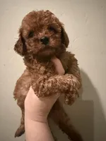 Micro Goldendoodle , a male Miniature Goldendoodle for sale in Grand Junction, CO – Photo 3 of 4