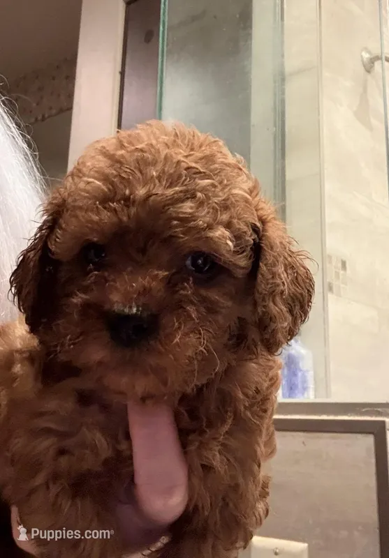 Micro Goldendoodle  – Miniature Goldendoodle puppy for sale in Grand Junction, CO