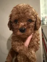 Micro Goldendoodle , a male Miniature Goldendoodle for sale in Grand Junction, CO – Photo 2 of 4