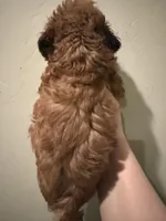 Micro Goldendoodle , a male Miniature Goldendoodle for sale in Grand Junction, CO – Photo 4 of 4